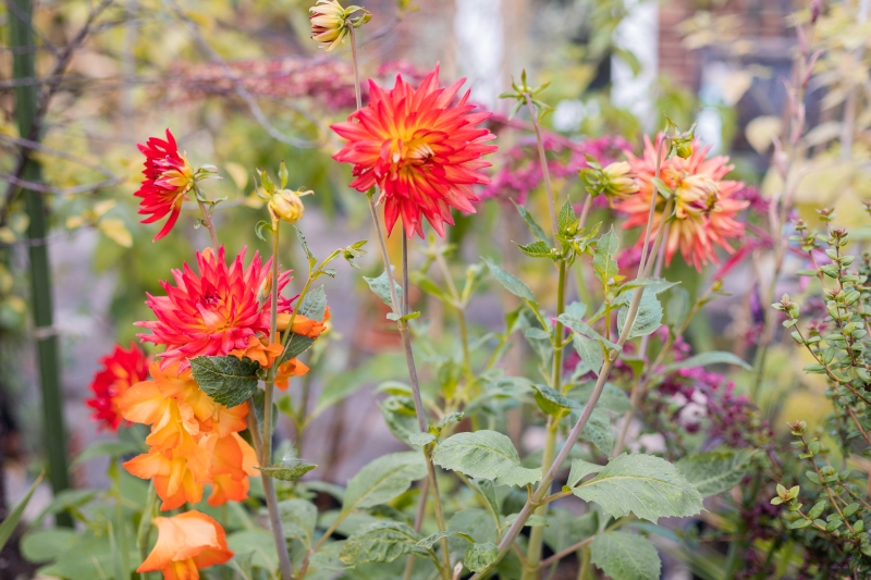 The Nutrition Garden